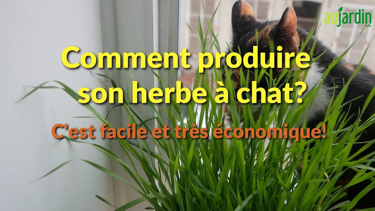 Comment FAIRE POUSSER son HERBE à CHAT ? 😸 FACILE et très ÉCONOMIQUE ! 😽