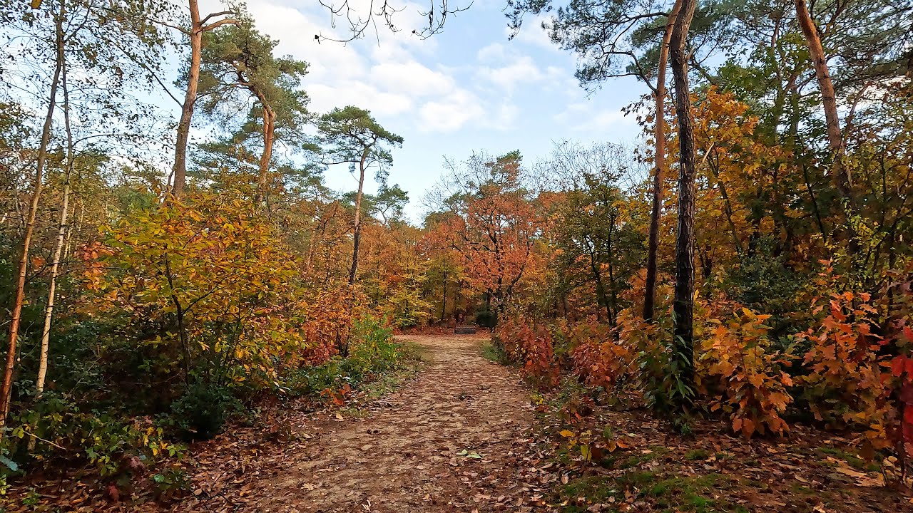 Wandelen, herfstsfeer op de Bergse Heide, Brabantse Wal, Bergen op Zoom