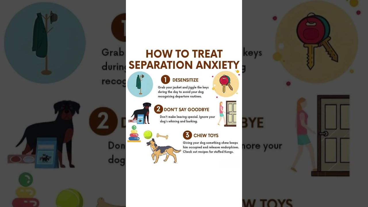 Stop Your Dog’s Separation Anxiety Fast! 🐾💔 Vet-Approved Tips!