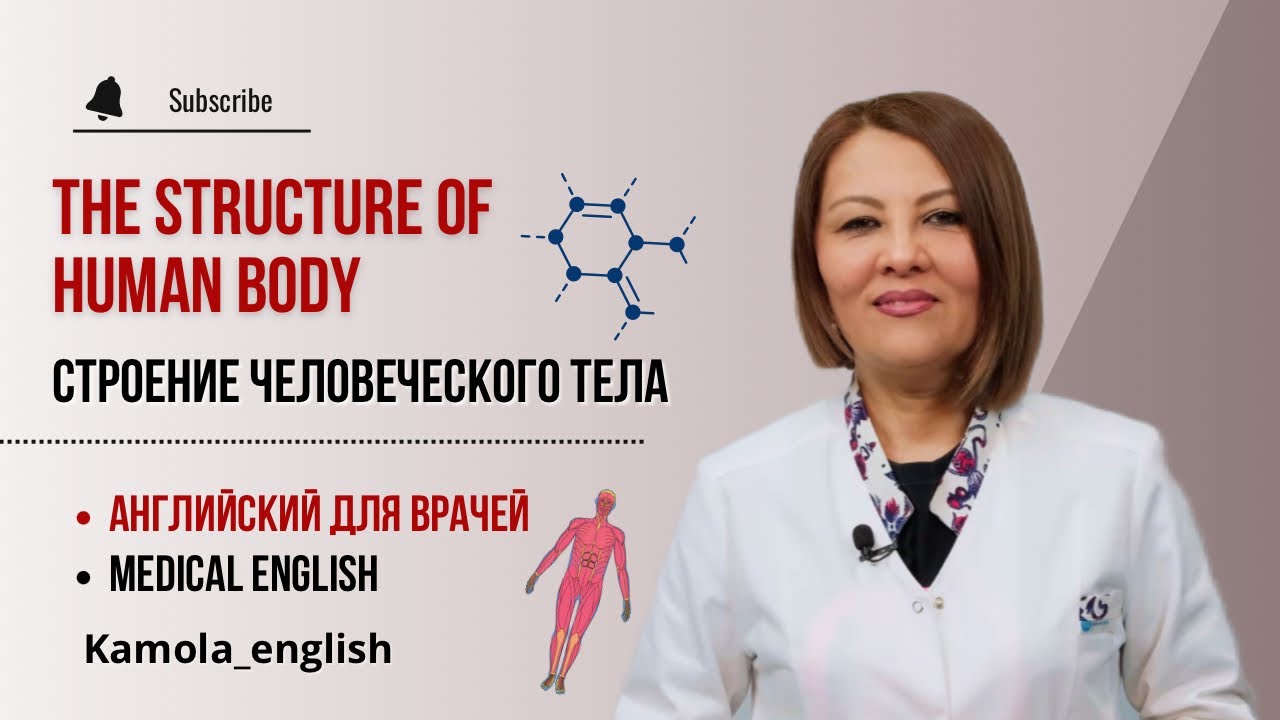 Строение человека на английском языке | The structure of human body | Английский для врачей