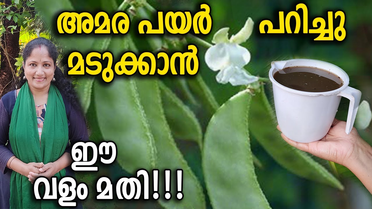 അമര പയർ പറിച്ചു മടുക്കാൻ ഈ വളം മതി!!! | Amara payar krishi