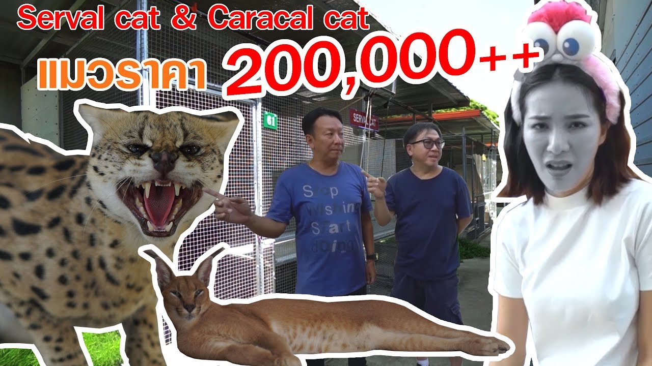 แมว 200,000 ++ เวชยันต์ฟาร์ม l OA 17 พ.ย. 2562