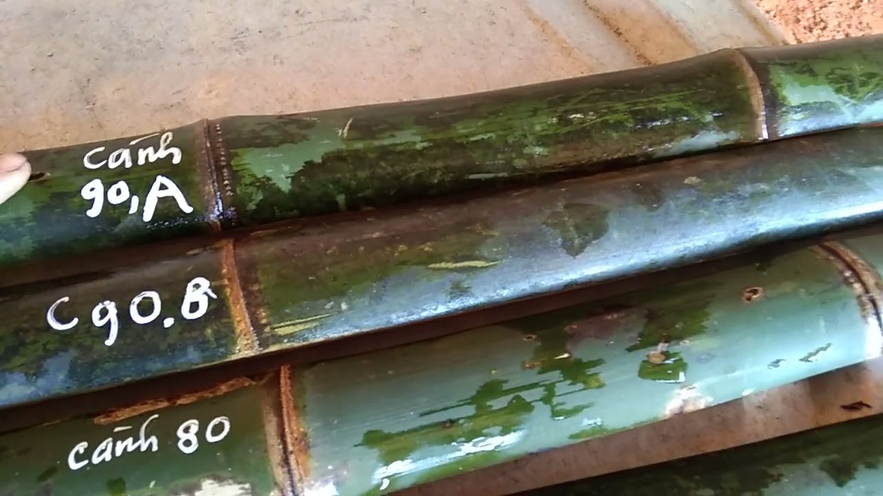 Cánh nỏ già đẹp