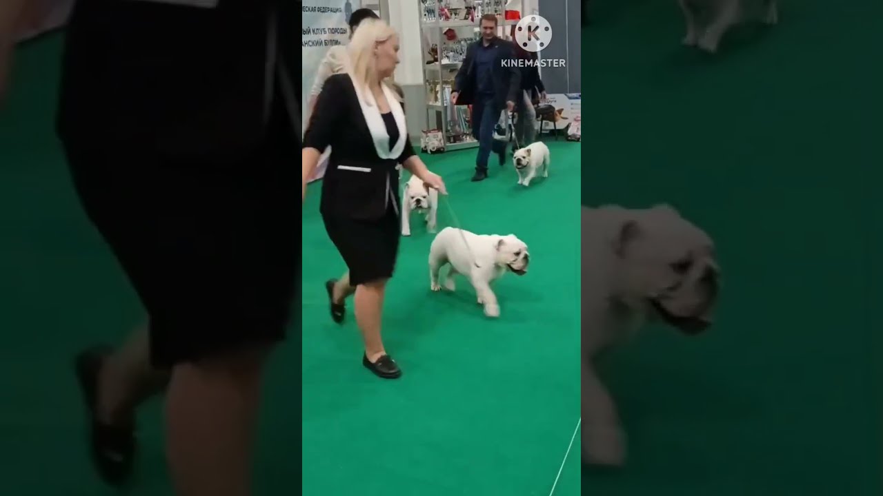 05.10.2025 г. Монопородная выставка ранга КЧК в каждом классе. г. Москва. Судья Васильев Олег