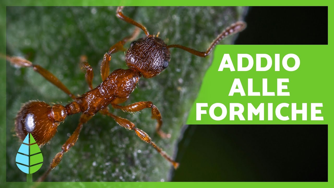Come RIMUOVERE LE FORMICHE dal Giardino o dal Frutteto 🐜🌳 (10 Metodi Casalinghi ed Ecologici)