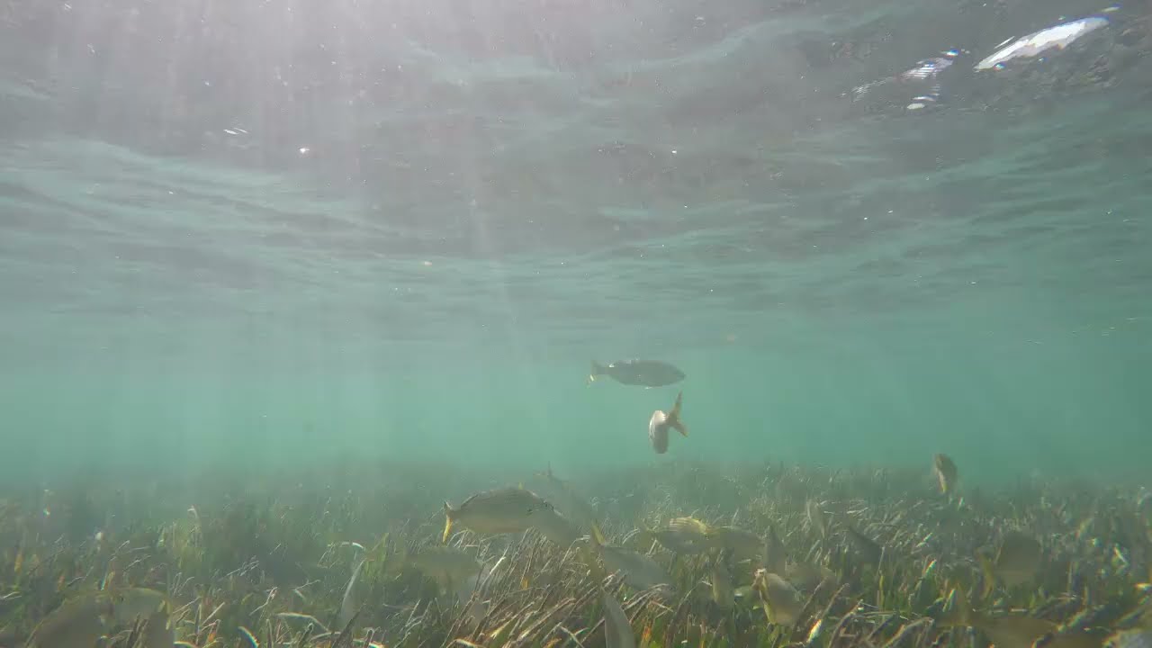 SNORKELING MEDITERRANEAN SEA, ALTEA, COSTA BLANCA, SPAIN. SEAGRASS AND LOT OF FISH, PART1