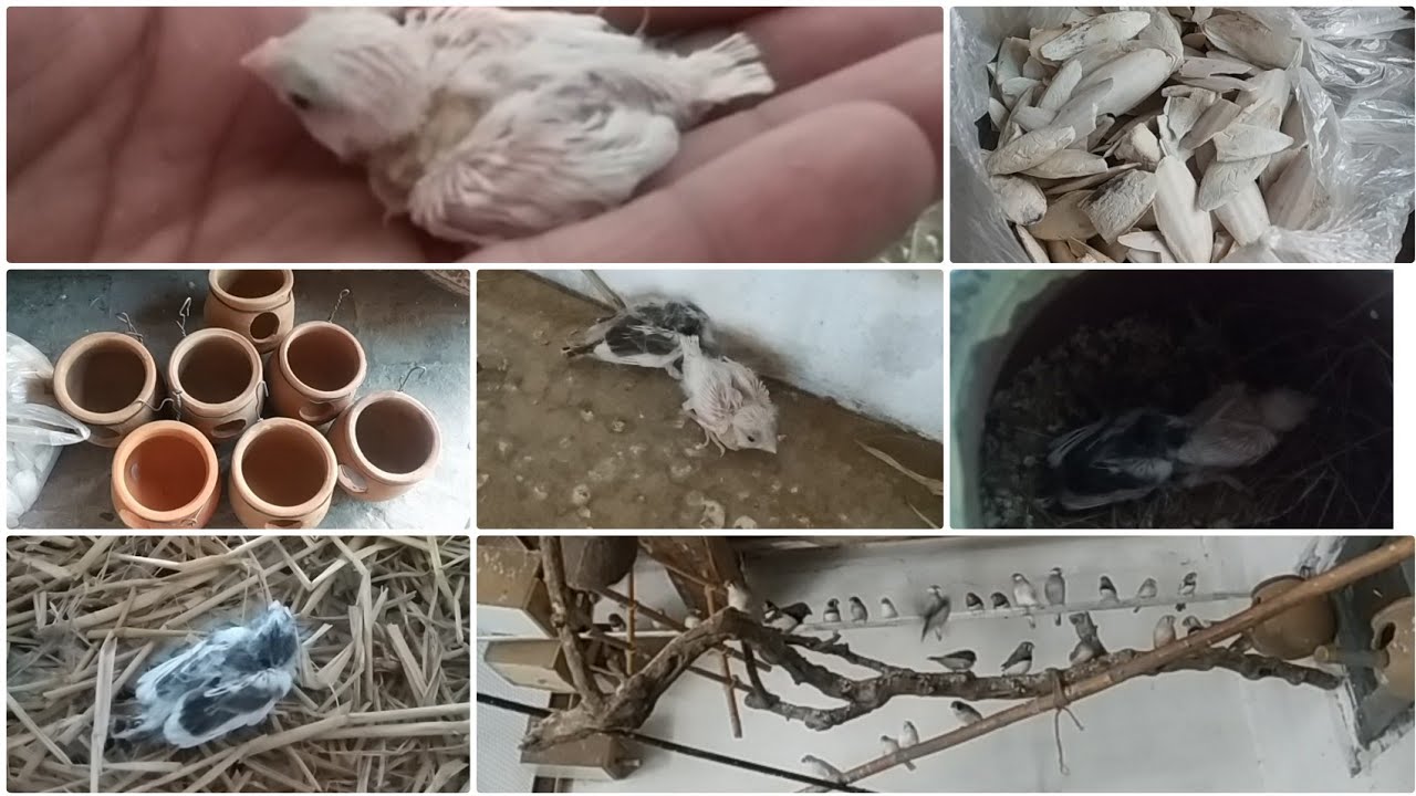 Finches nest box breading box || Finches k bachon k lie nay 
boxes lagay || nesting material