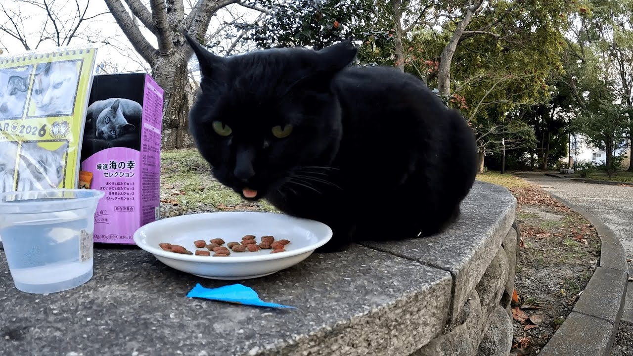 半年振りに公園の四兄弟猫たちに会いに行ってきた、お行儀良くご飯の順番を待つキジシロちゃんを威嚇するクロちゃん