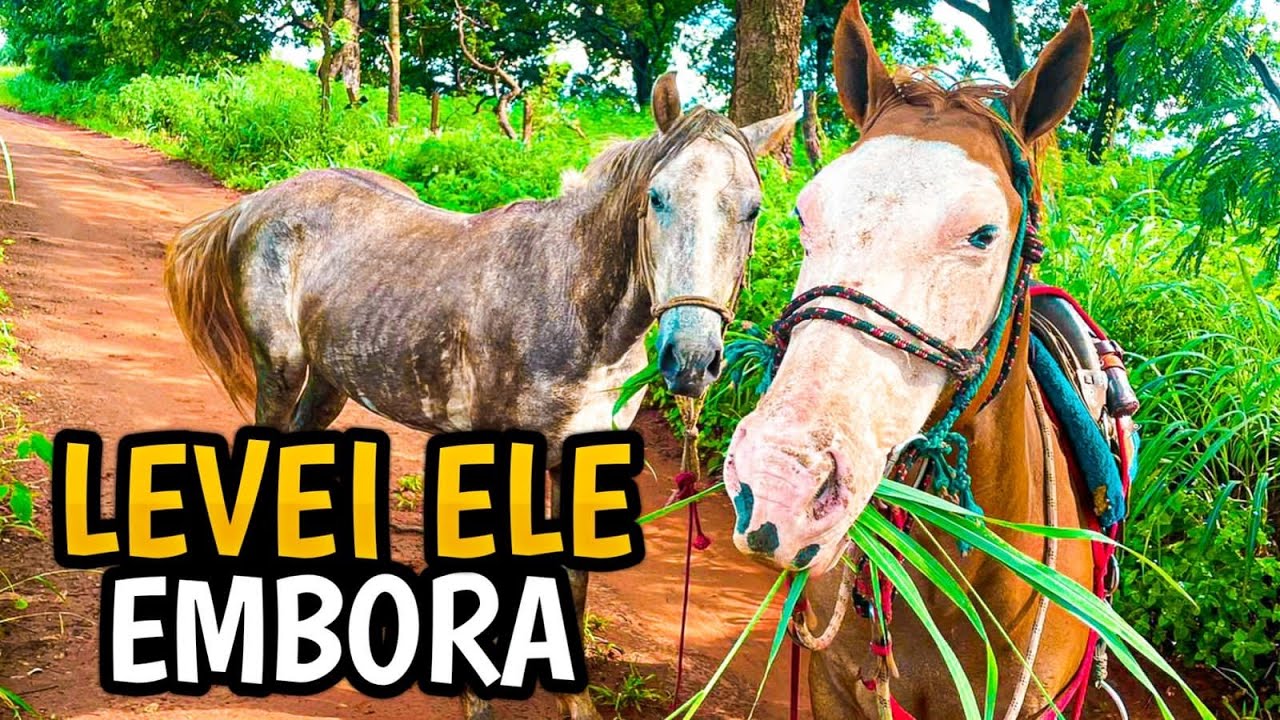LEVANDO O CAVALO EMBORA