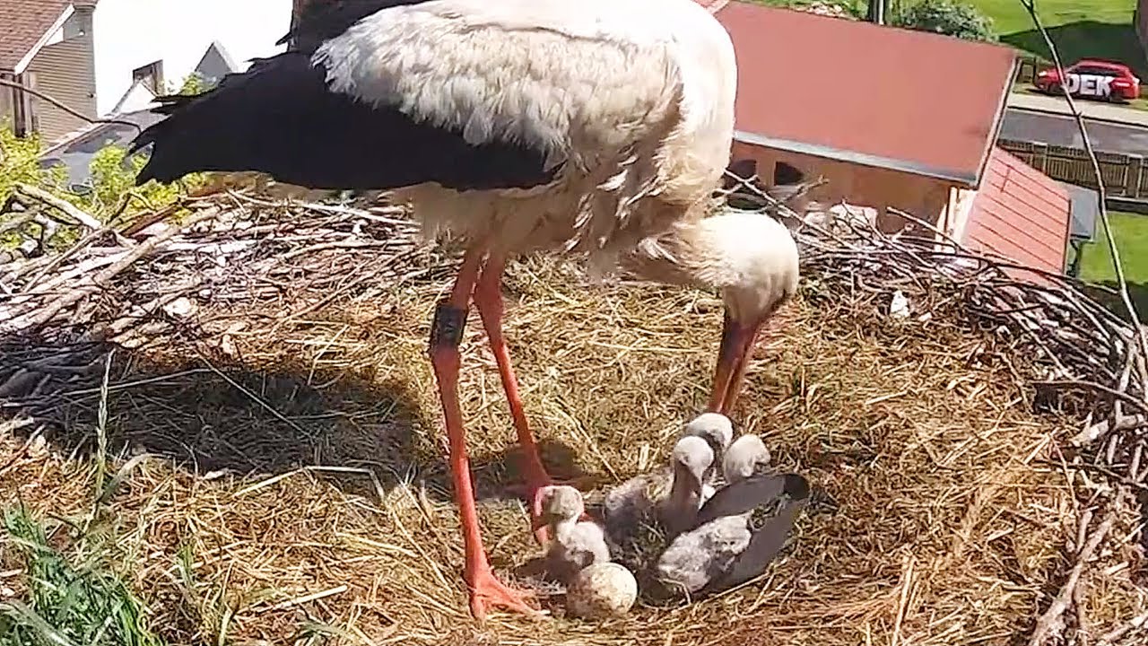 Čápi Mladé Buky | Zamotáni opaskem a vysunuté periskopy | Tangled in a belt and extendable periscope
