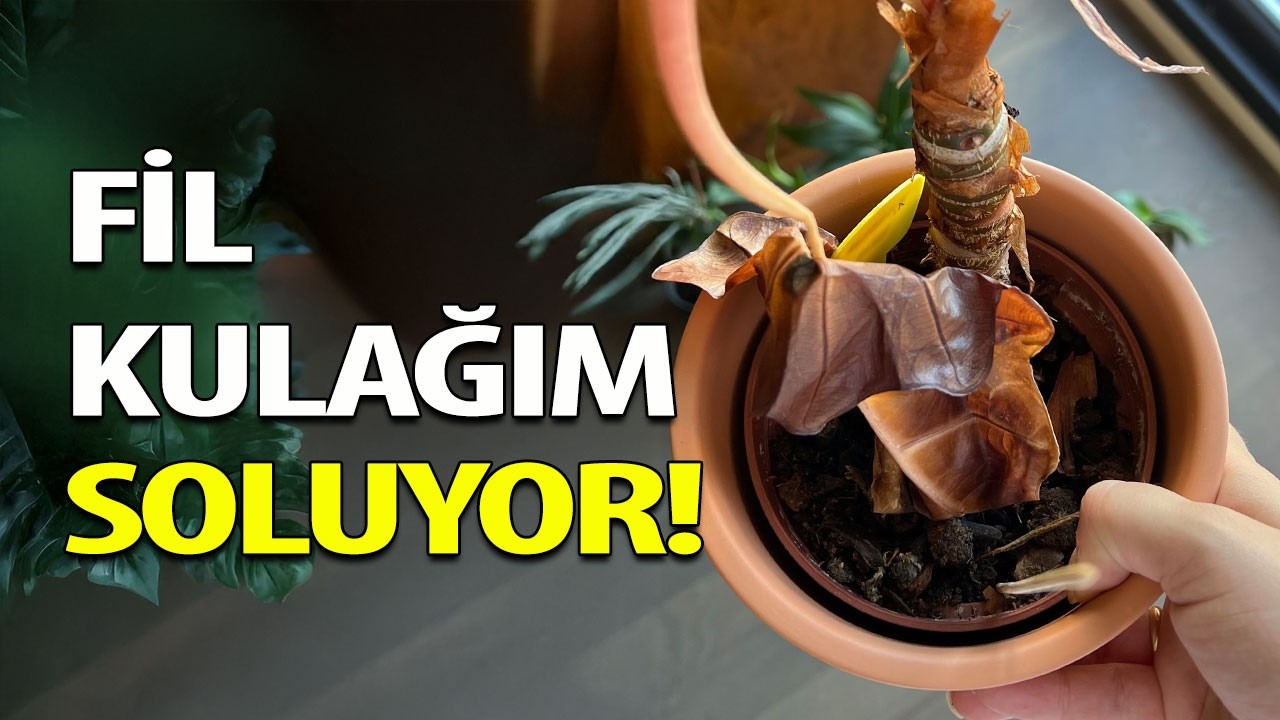 Fil Kulağı Soluyor Ne Yapmalıyım? Sakın Atmayın! - Alocasia Bakımı Püf Noktaları 🍃