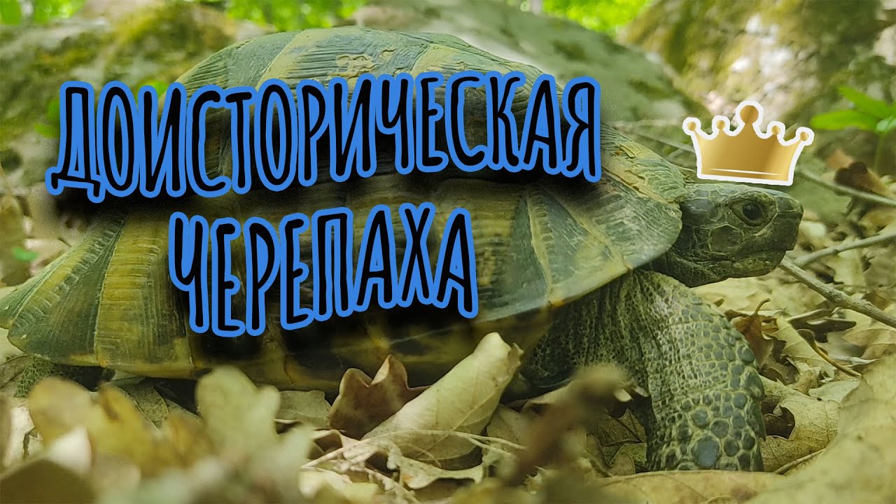 ДОИСТОРИЧЕСКАЯ ЧЕРЕПАХА КАВКАЗА АРХОЗАВРОМОРФ. СРЕДИЗЕМНОМОРСКАЯ ЧЕРЕПАХА НИКОЛЬСКОГО.