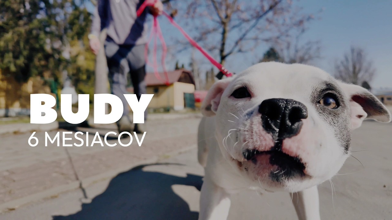 BUDY stafbulík | energický, hravý a pracovitý