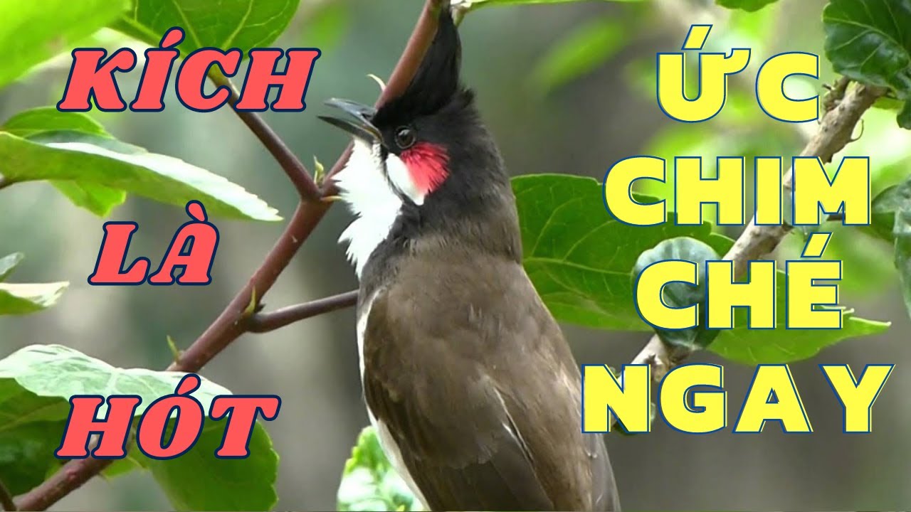 Chào Mào Kích Bổi Lên Lửa!.. Luyện Chào Mào Hót Đấu + Chào Mào Kích Trống Hót Căng Lửa. chào mào đấu
