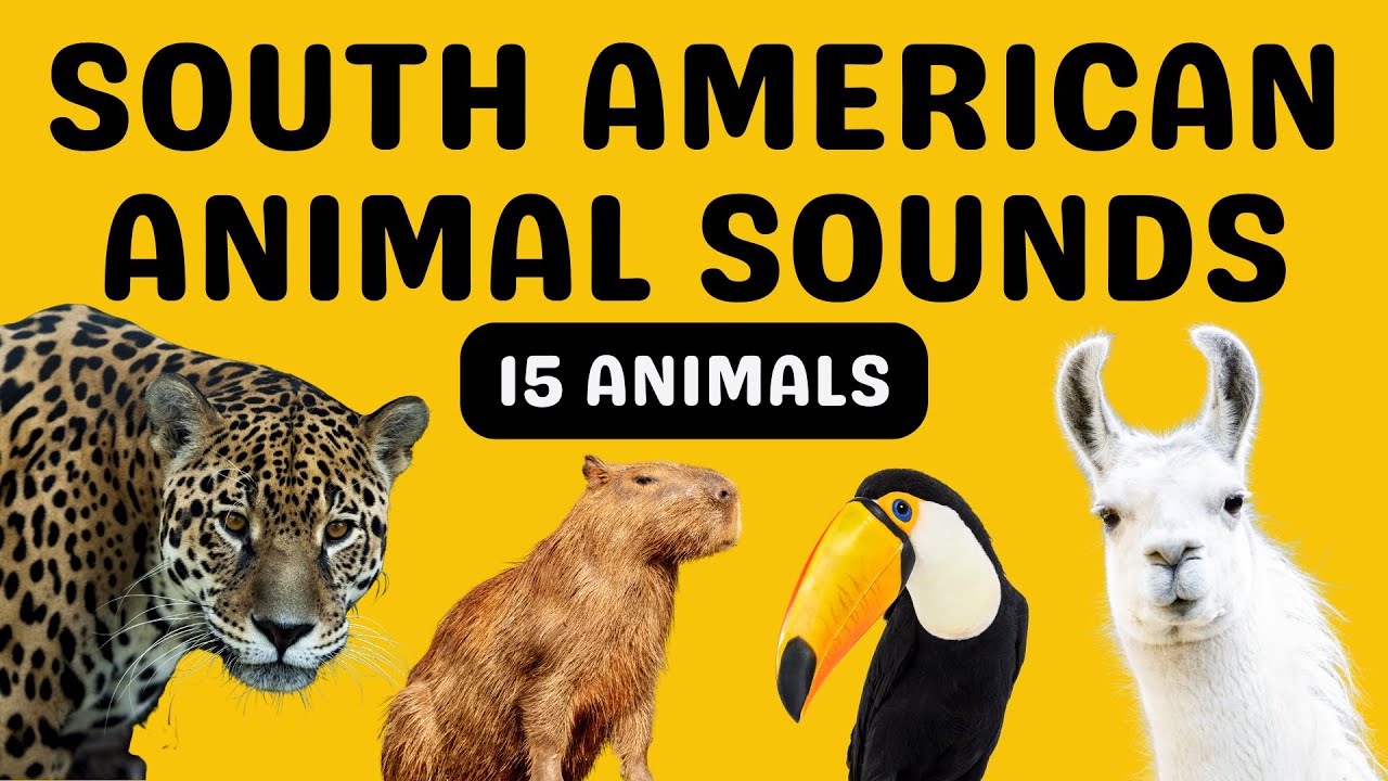 South American Animal Sounds