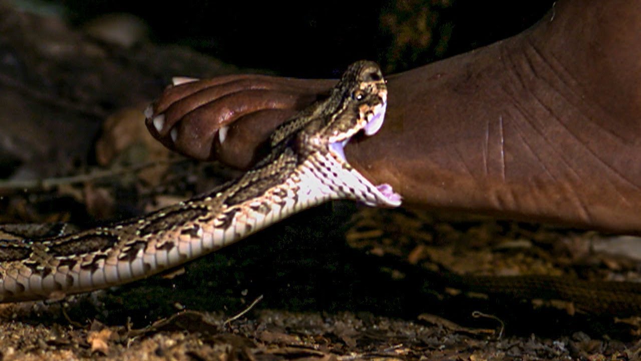 Укус гадюки в замедленной съемке! | BBC Earth