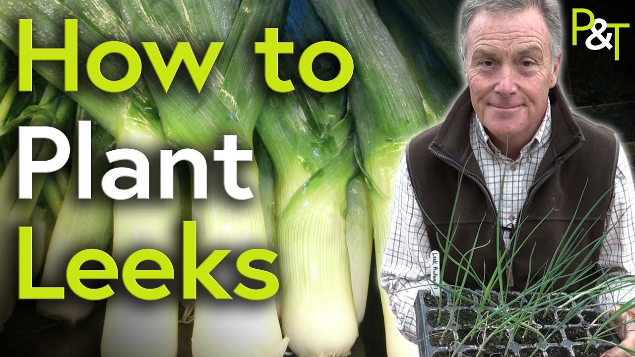How to Plant Leeks - Pots & Trowels