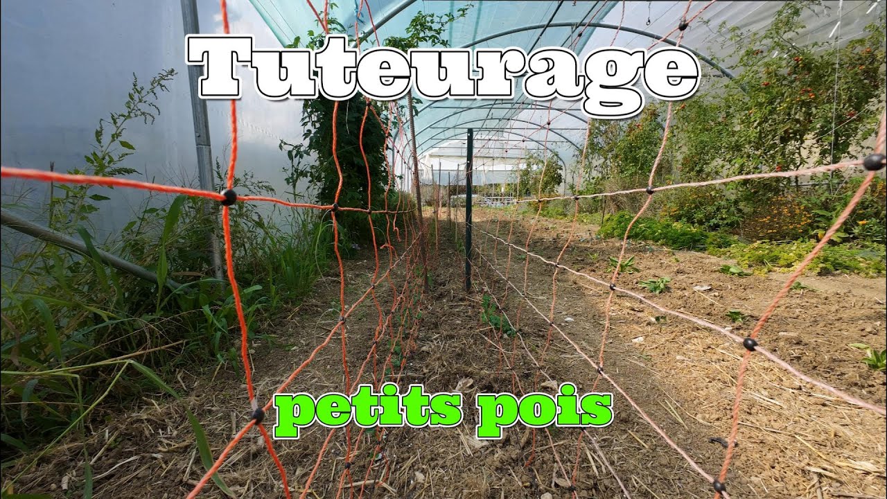 Tuteurage des petits pois d'automne 🫛