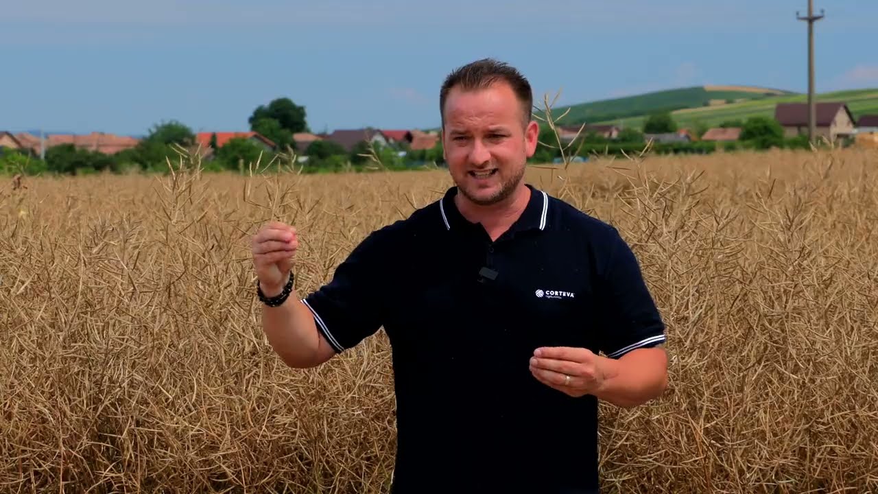 Vasile Bodnar despre tehnologia folosita in cultura de rapita in ferma Agro Turdean