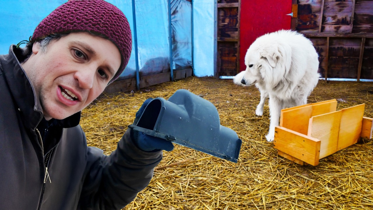 Why This Farm Has a Massive Rat Problem