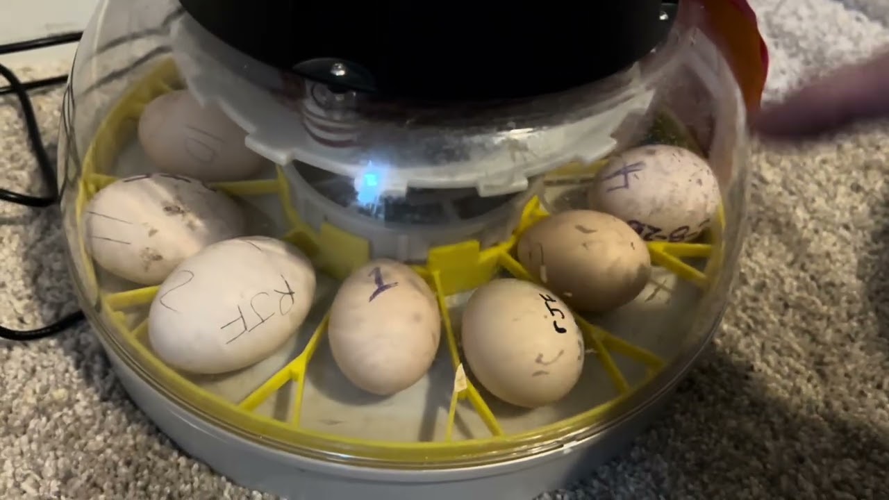 First batch of Jungle fowl egg incubation for 2026