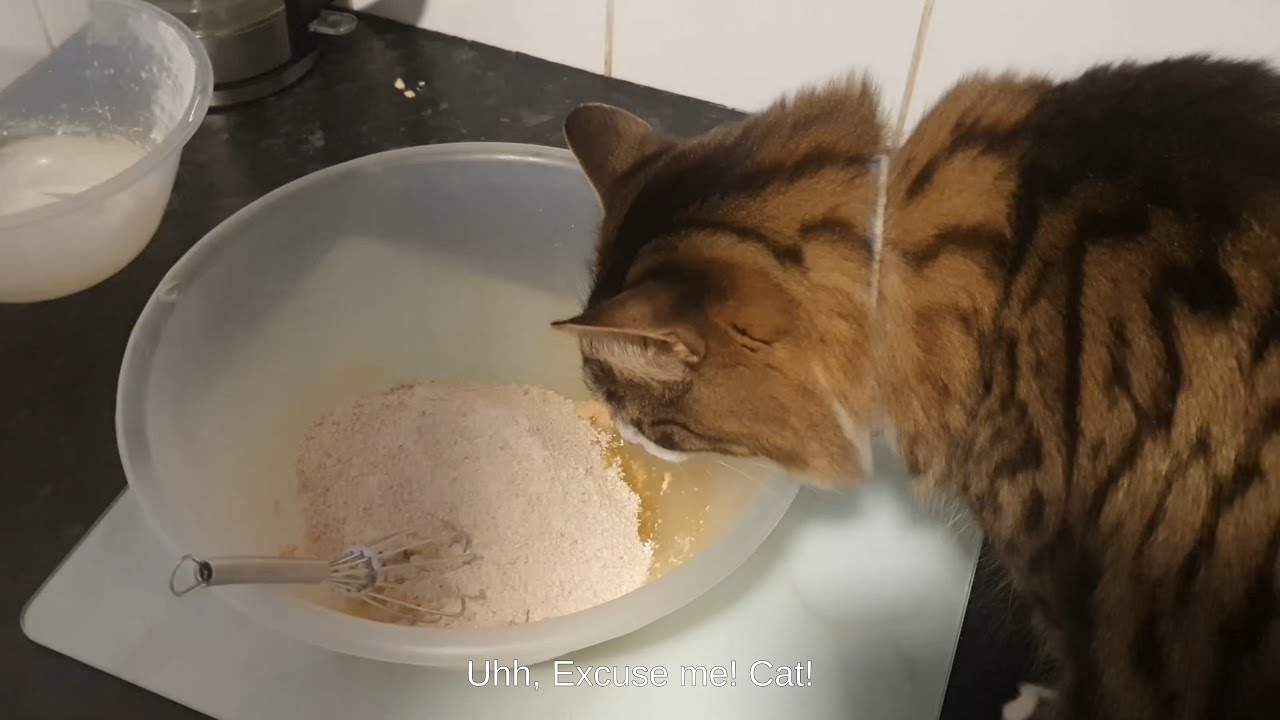We Made Spooky Halloween Treats for Our Cats 🎃 (Salmon & Pumpkin Edition!) | Moggy Mayhem