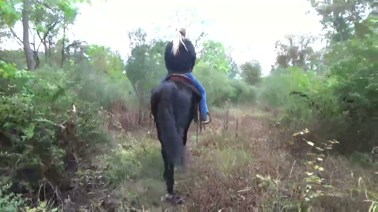 ***sold Dixie- Bombproof Beginner safe Morgan RIDES/DRIVES