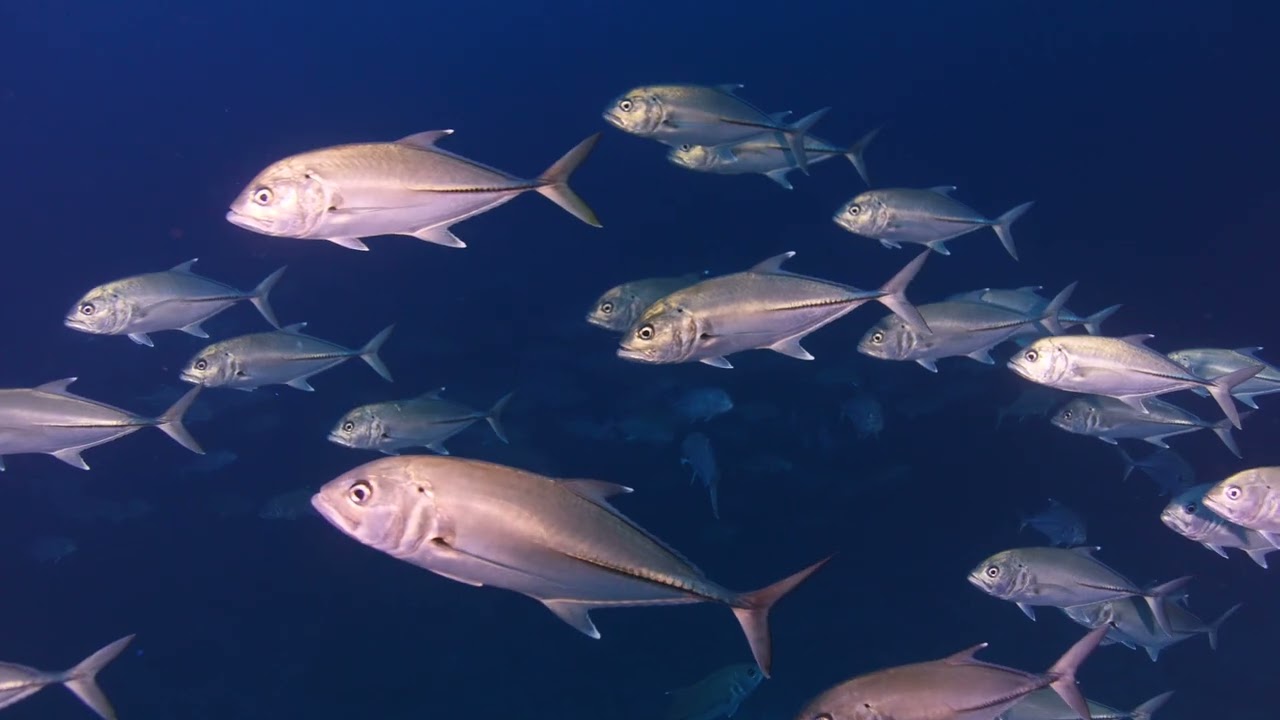 Backscatter MW-4300 Video Light Underwater Footage