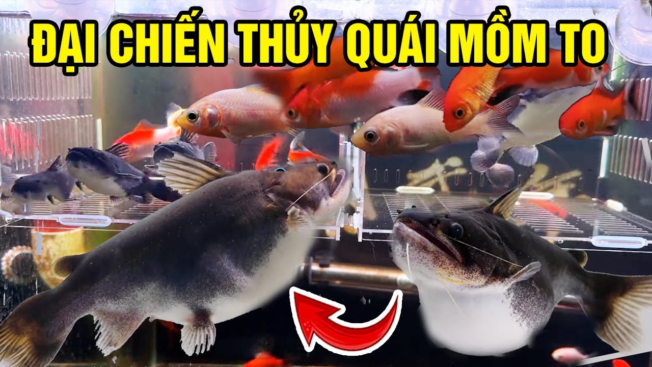 Review of Raising Big Mouth Monster Fish in a Glass Tank and the Unexpected Ending Part 4