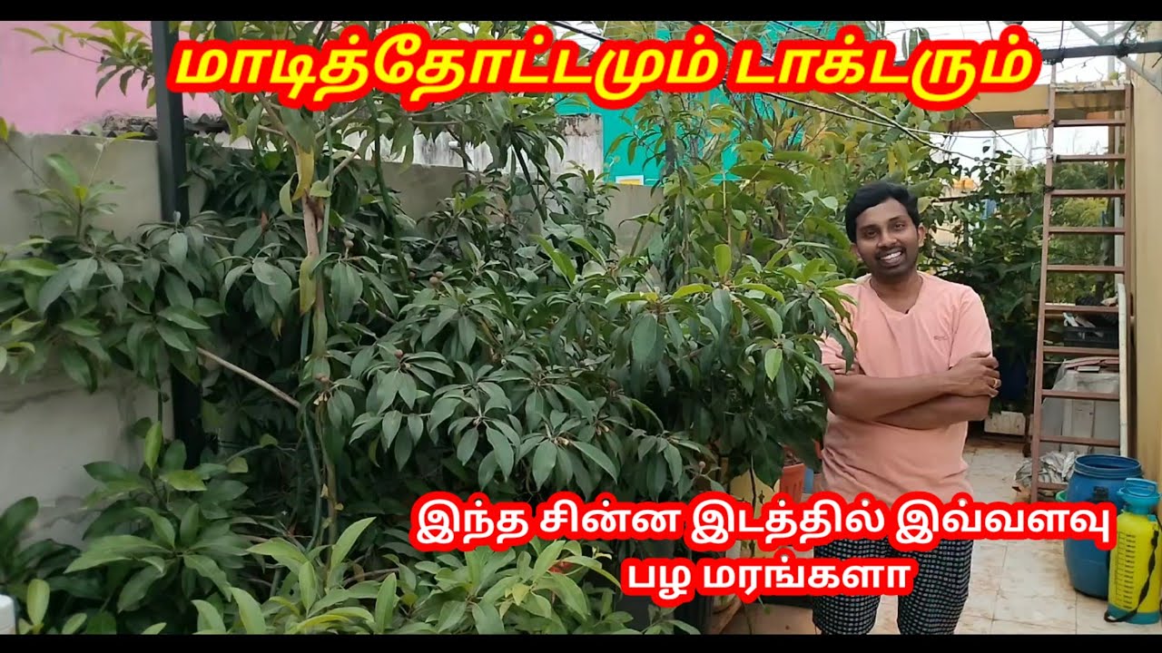 டாக்டர் வீட்டு மாடித்தோட்டம் 🤩 பலவகையான பழ மரங்கள் காய்கறிகள் அசத்தும் டாக்டர் #மாடிதோட்டம் #garden