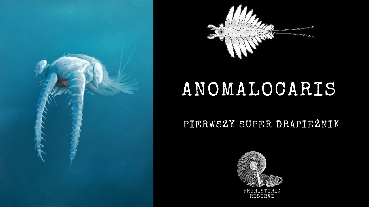 Anomalocaris - Pierwszy super drapieżnik