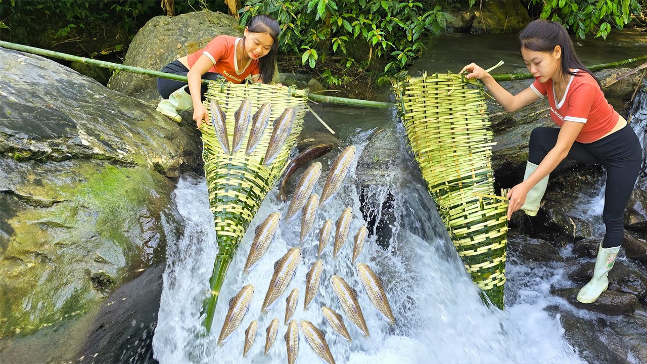 The girl made a bamboo fish trap to block the stream and caught a lot of fish, LTTV2
