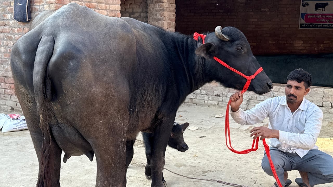 18 लीटर दूध की झोटी ख़रीदे ✅ टॉप की मुर्रा झोटिया ख़रीदे 🏆16 Buffalo For Sale 😱Balaji Dairy Farm 👈🏻