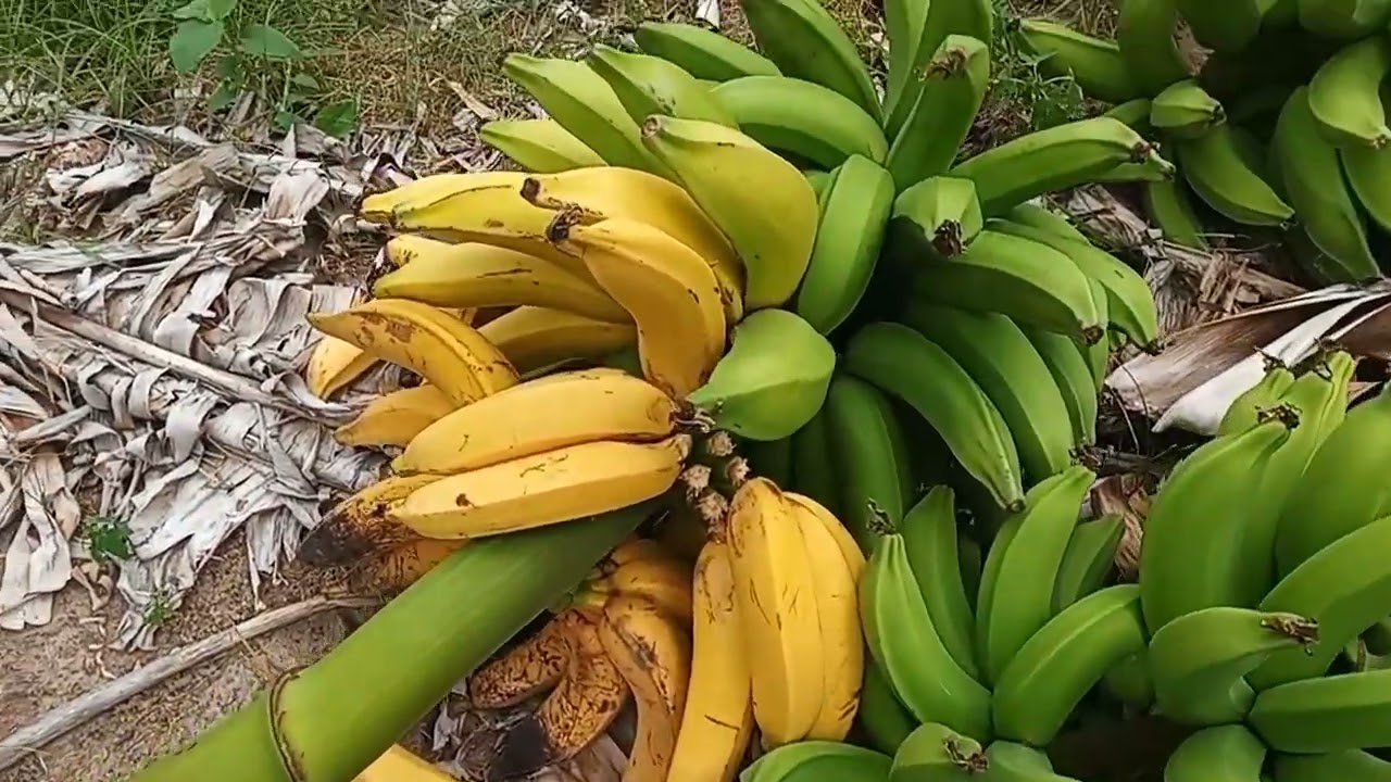OU TERRA ABENÇOADA  CUIDA 