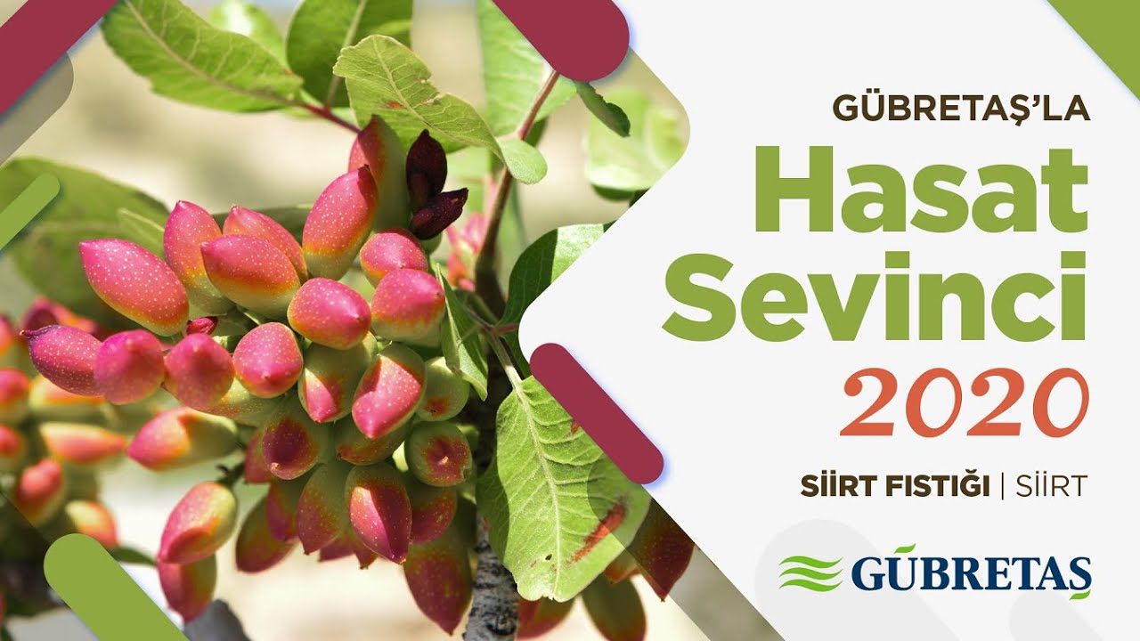 Siirt Fıstığı Hasat Sevinci  | Siirt