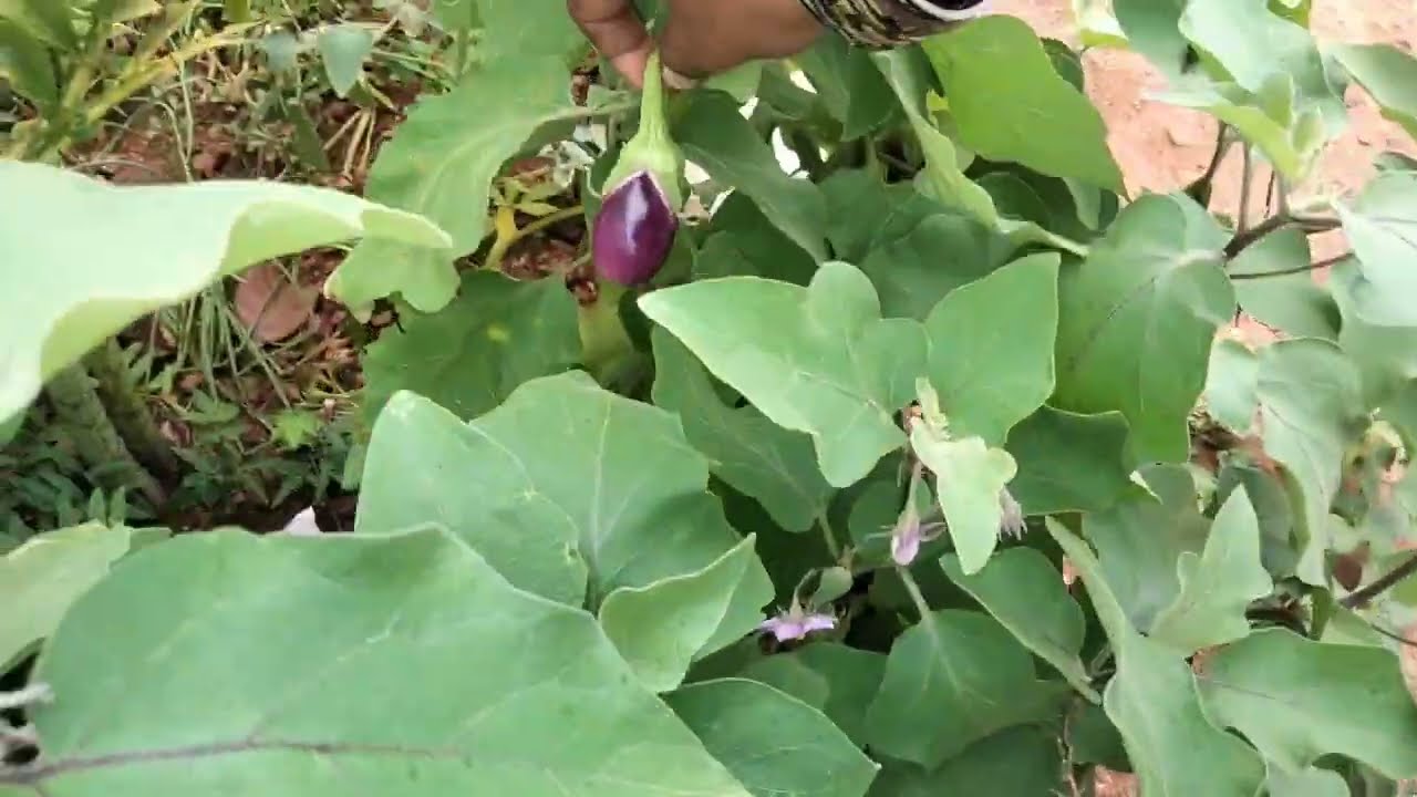 வாங்க இன்னைக்கு என்ன காய்கறிகள் 🍆அறுவடை பார்க்கலாம் 