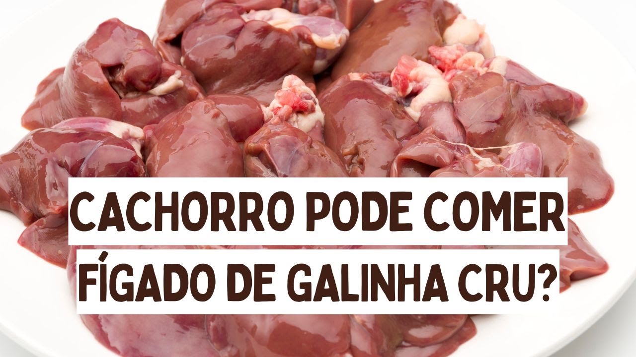 Cães podem comer fígado de galinha cru? I Cão pode comer fígado de galinha cru?