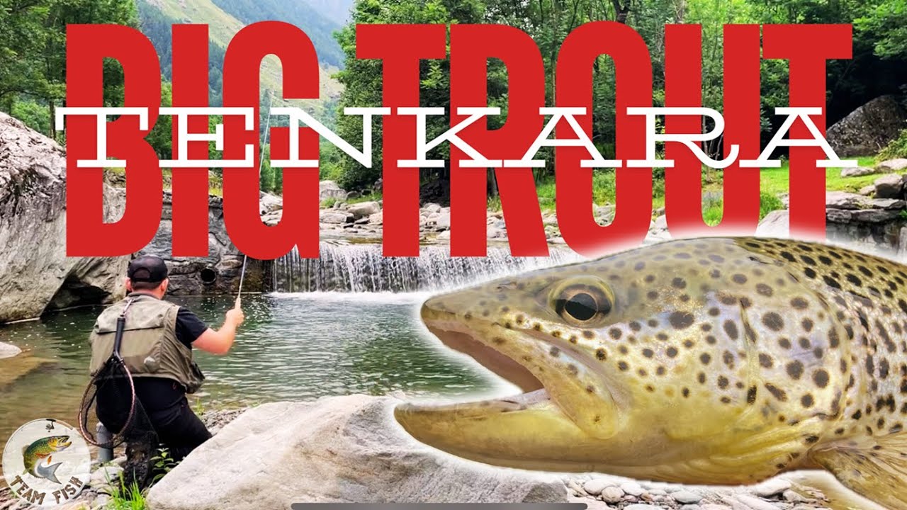 Troppo GROSSA per la TENKARA !!! Grossa trota fario in torrente