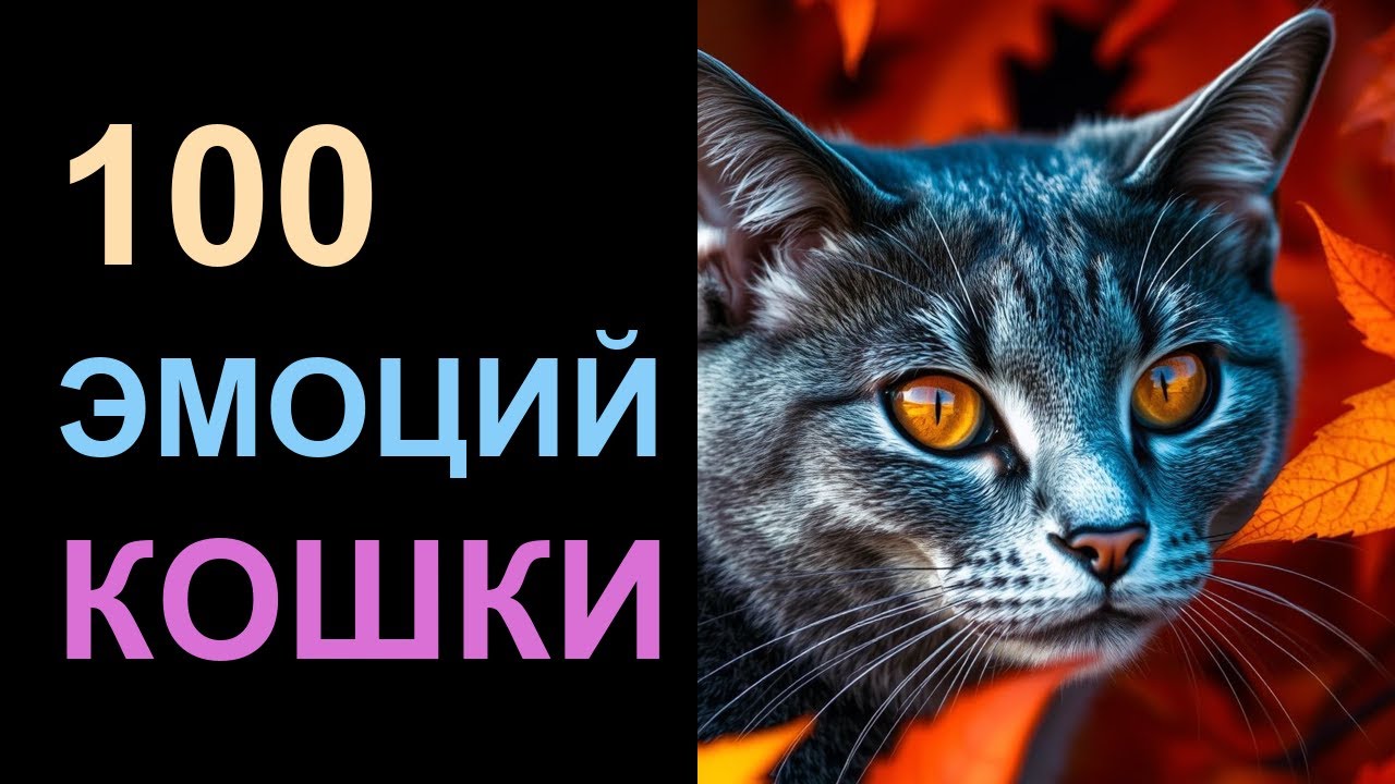 😺 Кошачья УЛЫБКА что на самом деле означает это выражение морды