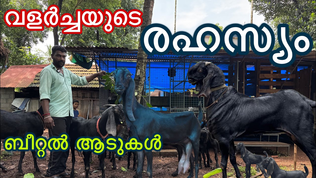 മനുഷ്യന്റെ പൊക്കത്തിൽ വളരുന്ന ബീറ്റൽ ആടുകൾ യുവകർഷകന്റെ ഫാം new farming goat kerala