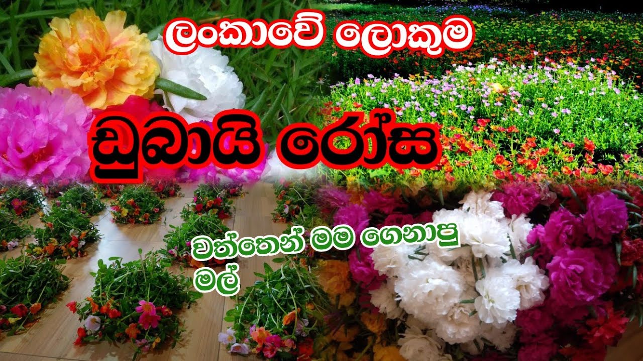 ඔයාටත් 🫵  ඕනිද? රු. පහයි 😲 #flowers #flowergarden