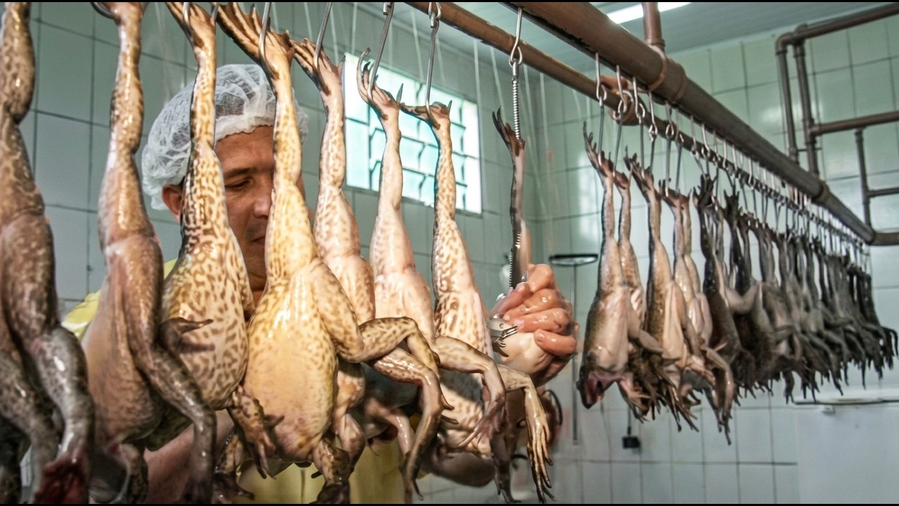 How Farmers Raise Millions of Frogs and Harvest Them - Processing Frog Meat