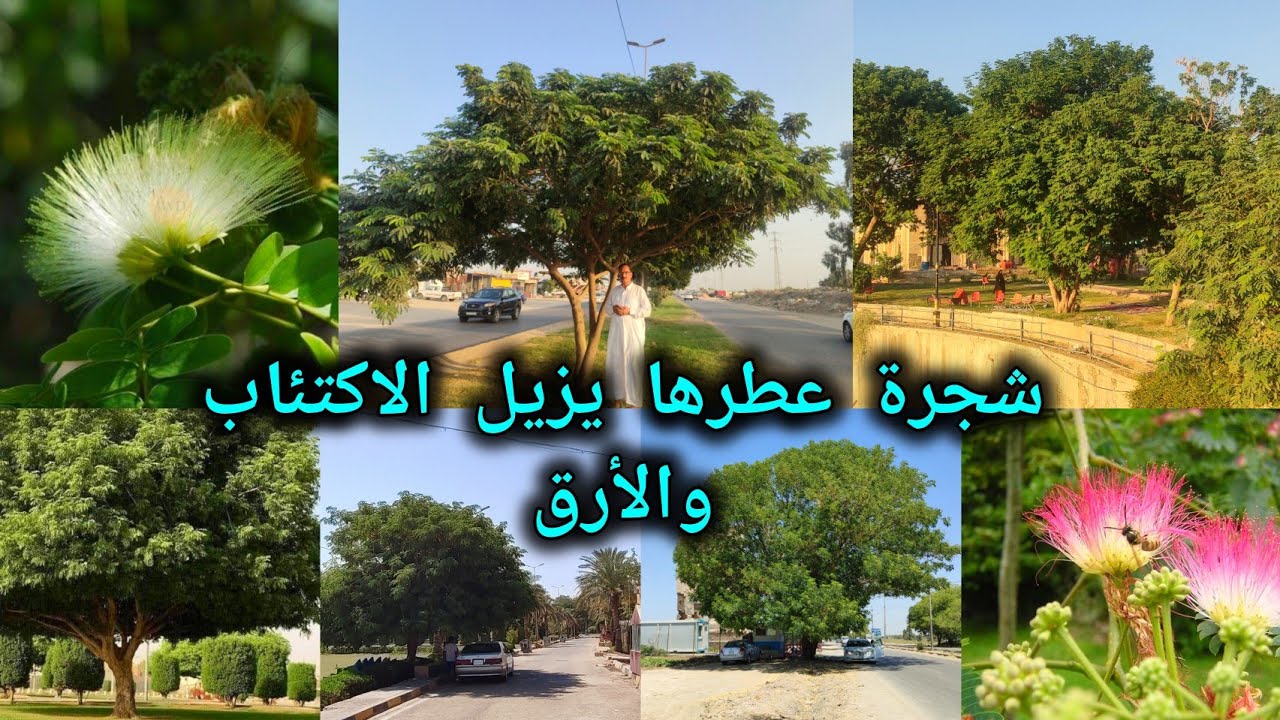 الالبيزيا عطرها يزيل الاكتئاب والأرق والتفكير السلبي تعرفوا على أنواعها وفوائدها أضرارها وسر زراعتها