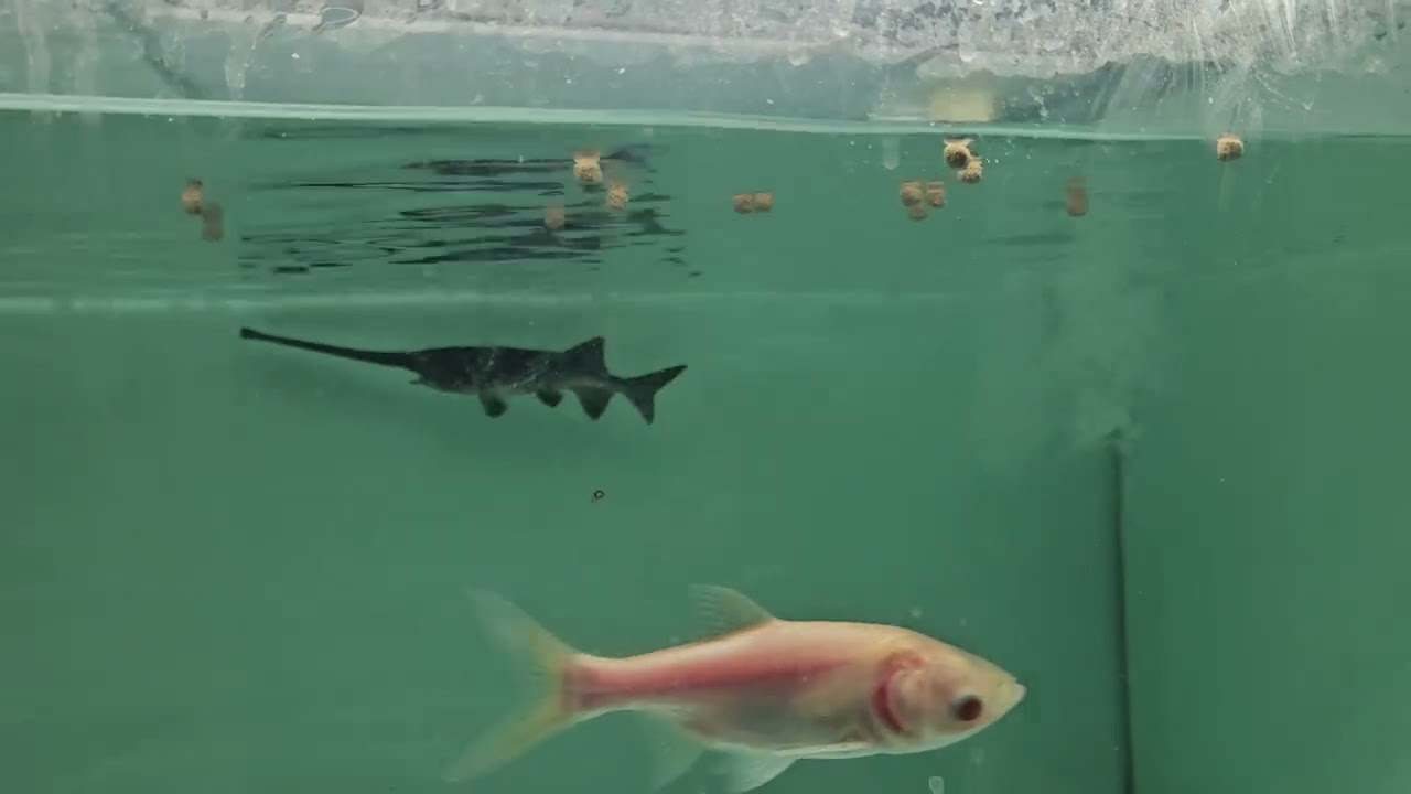 패들피쉬 밥탐
