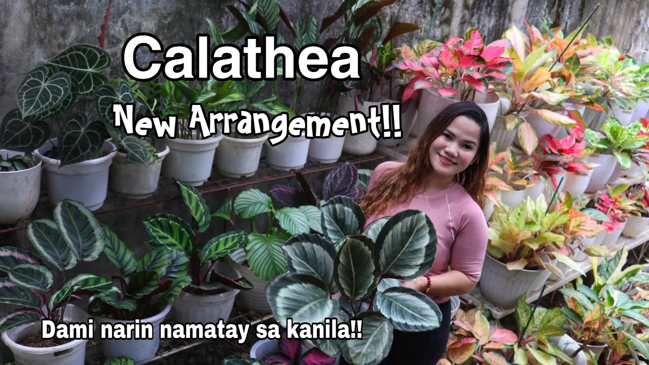 CALATHEA COLLECTIONS NEW ARRANGEMENT & UPDATE | Lovekye8