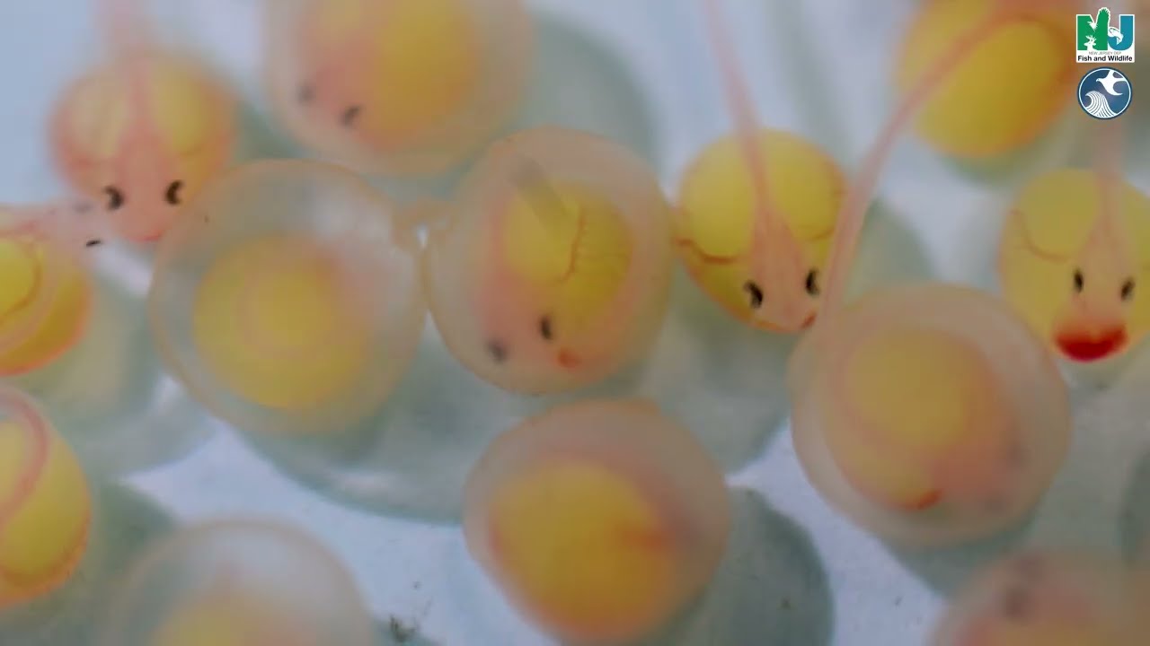 Channel Catfish Egg Collection