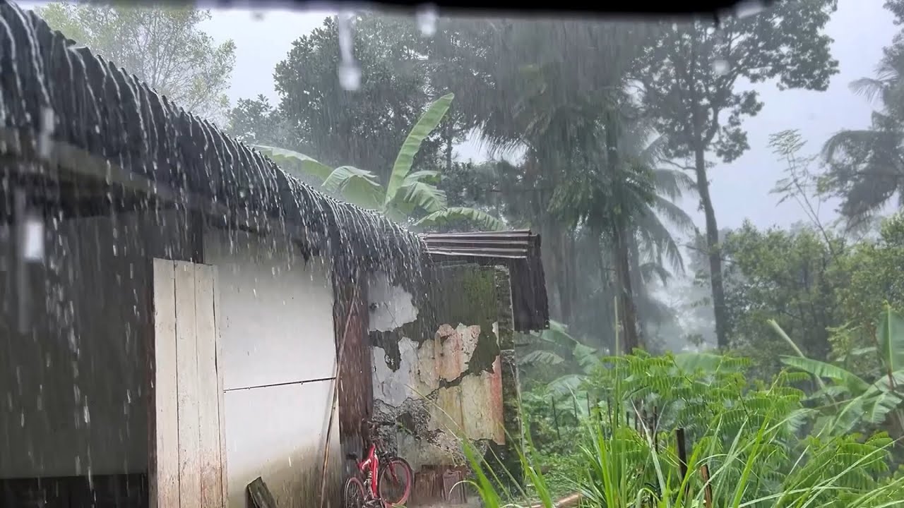 🔴LIVE Heavy Rain in my village