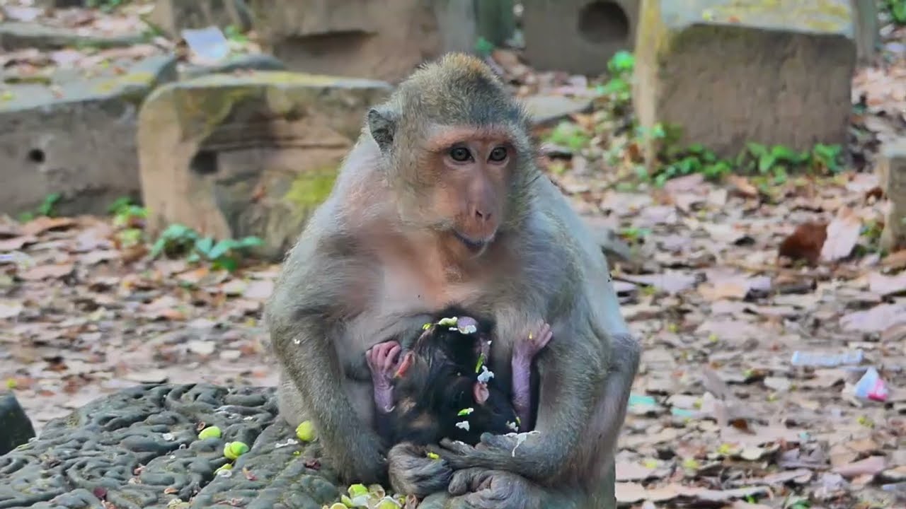 The mother monkey was very hungry after giving birth 