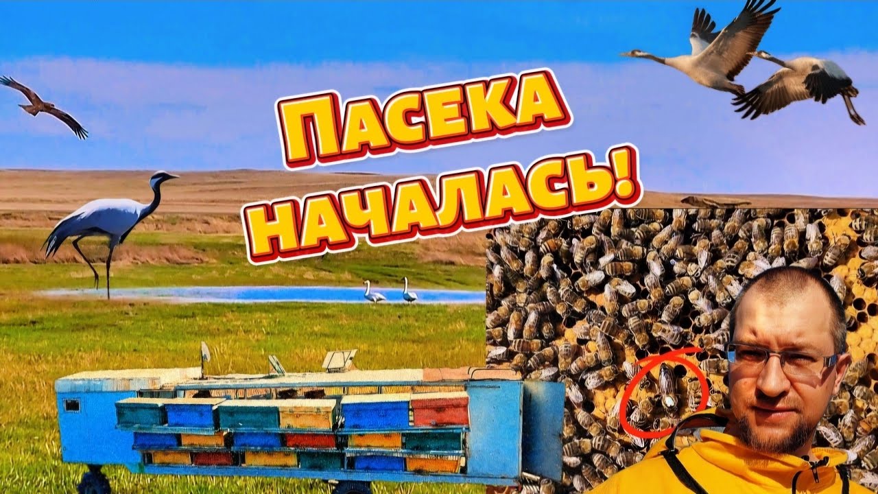 Пчелосезон начался! Степь ожила!