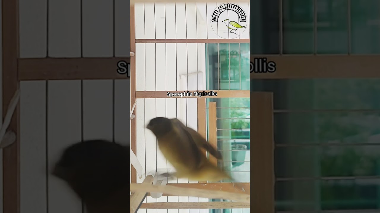 f&ecirc;mea de baiano chamando quente #shorts